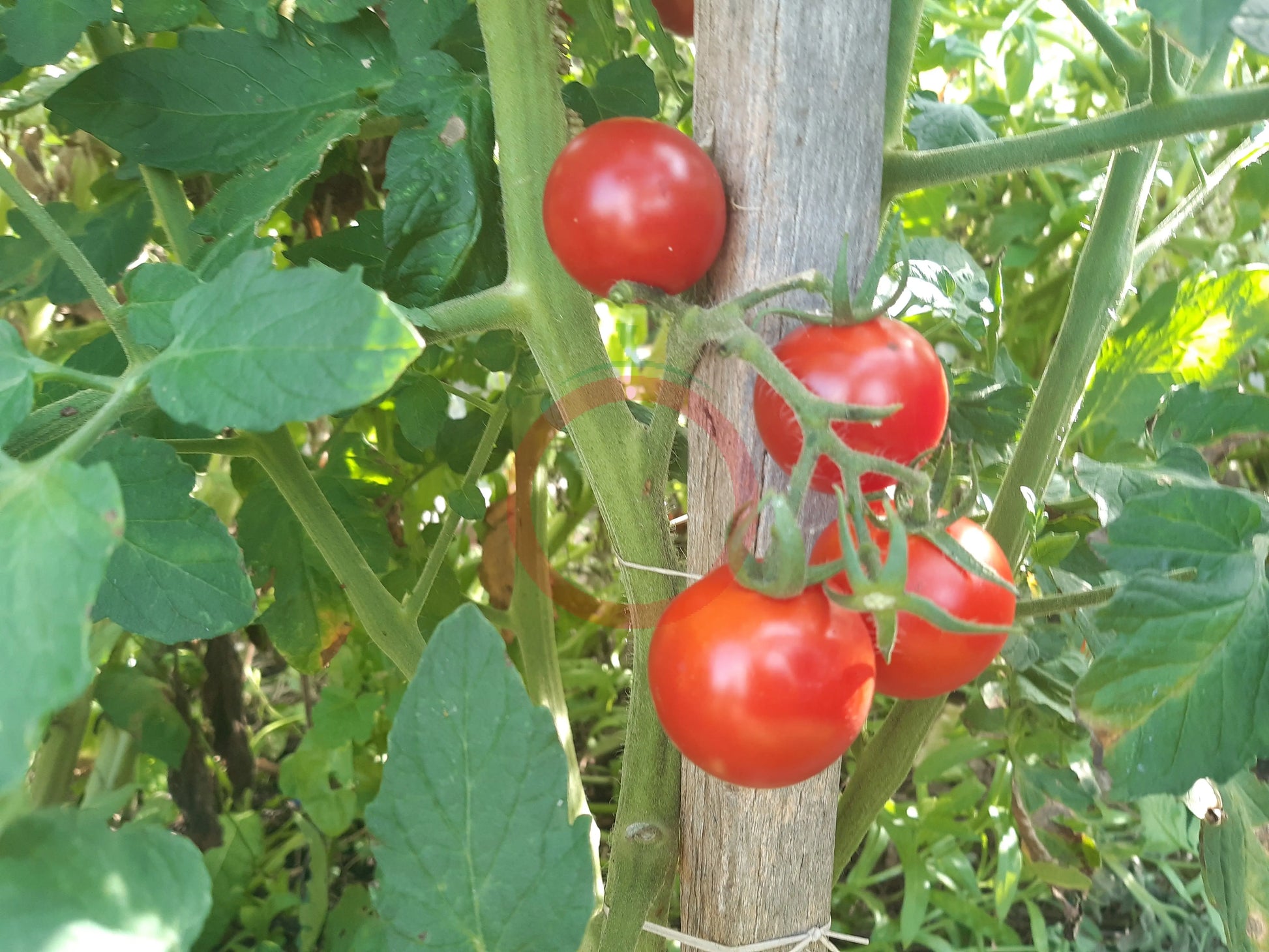 Tel Aviv Train DER TOMATENFLÜSTERER