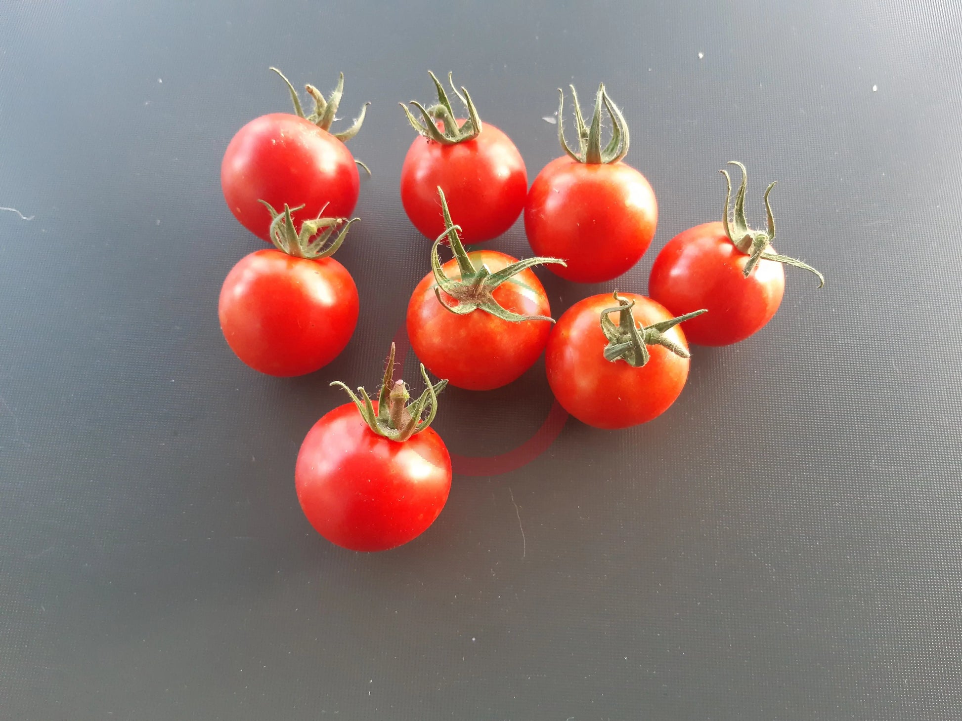 Tel Aviv Train DER TOMATENFLÜSTERER