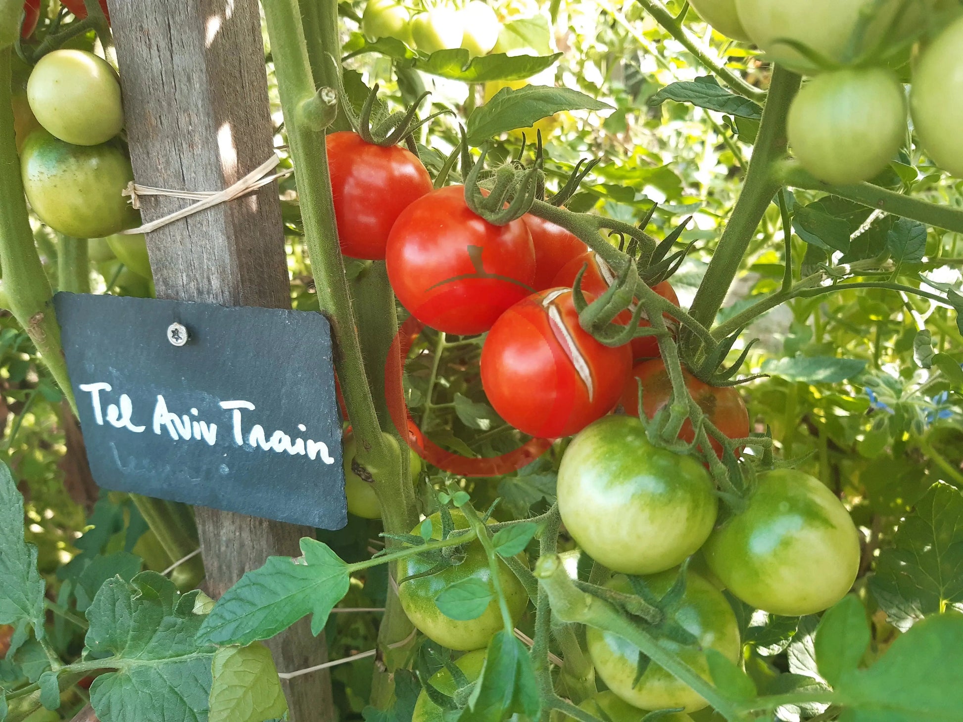 Tel Aviv Train DER TOMATENFLÜSTERER