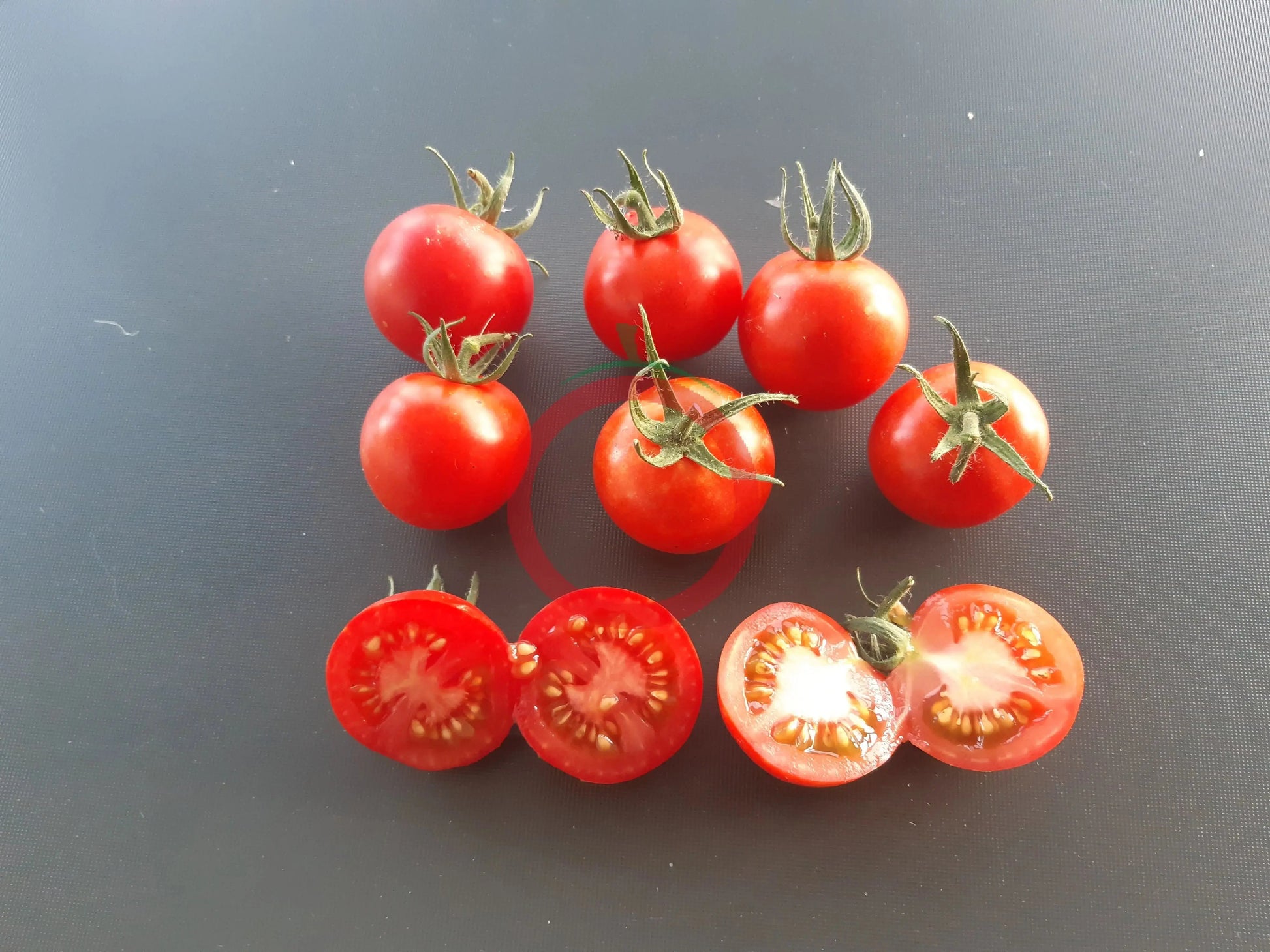 Tel Aviv Train DER TOMATENFLÜSTERER