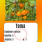 Tema DER TOMATENFLÜSTERER