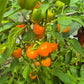Tema DER TOMATENFLÜSTERER