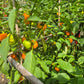 Tema DER TOMATENFLÜSTERER