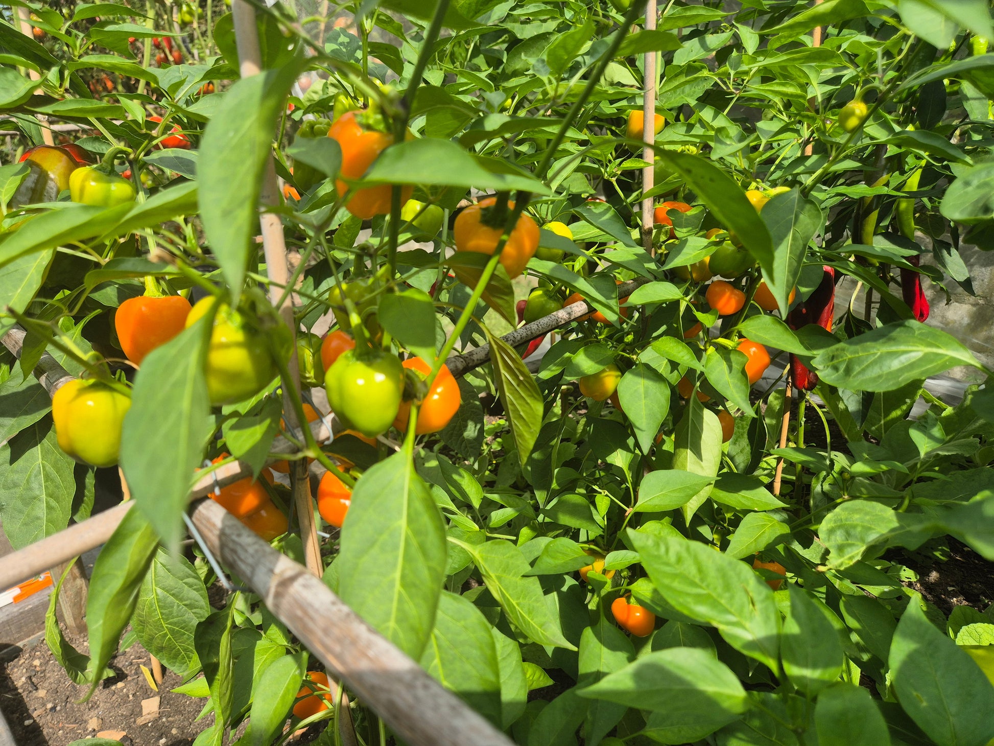 Tema DER TOMATENFLÜSTERER