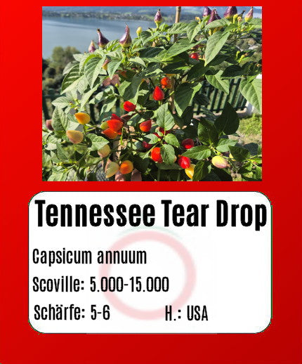 Tennessee Tear Drop DER TOMATENFLÜSTERER