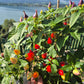 Tennessee Tear Drop DER TOMATENFLÜSTERER