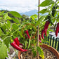 Tesuque Pueblo DER TOMATENFLÜSTERER
