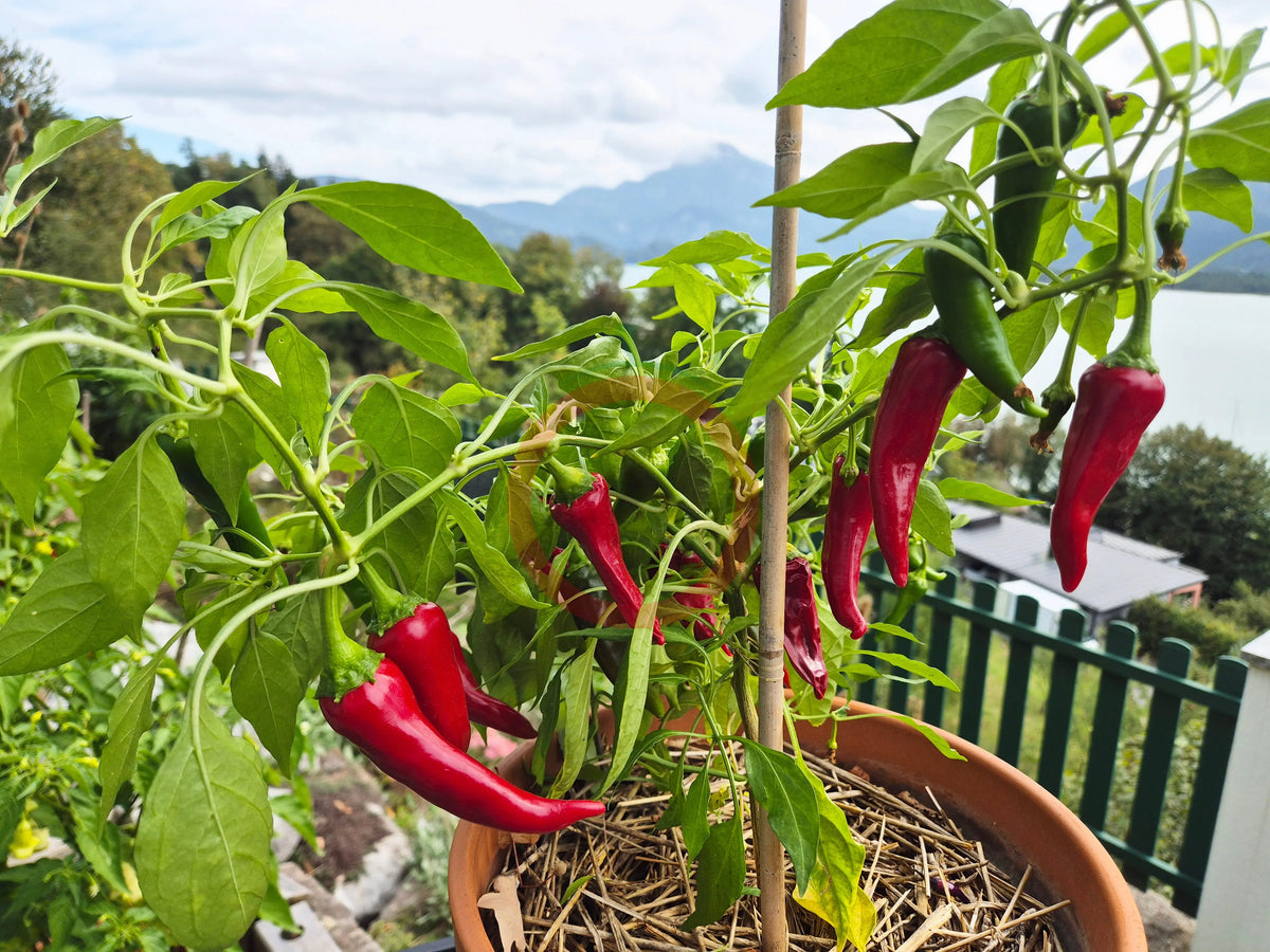 Tesuque Pueblo DER TOMATENFLÜSTERER