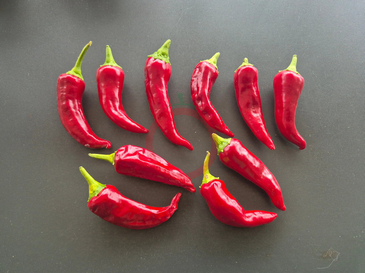 Tesuque Pueblo DER TOMATENFLÜSTERER