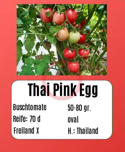 Thai Pink Egg DER TOMATENFLÜSTERER