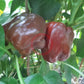 The Mordovian Bogatir DER TOMATENFLÜSTERER
