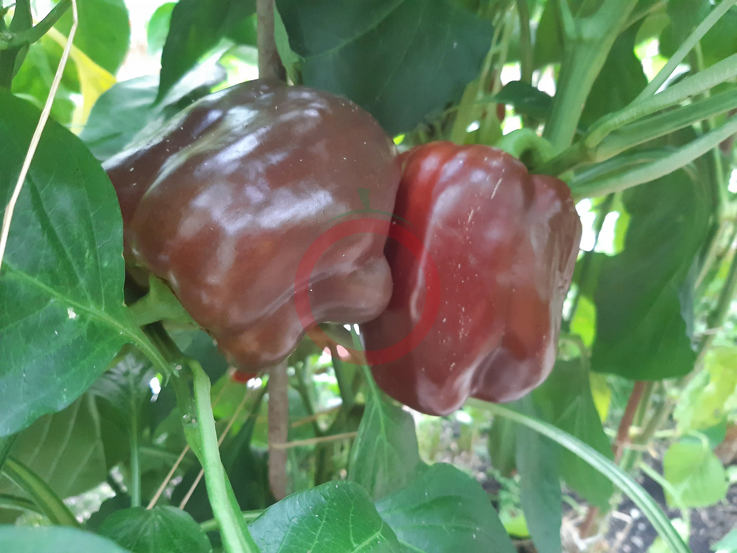 The Mordovian Bogatir DER TOMATENFLÜSTERER
