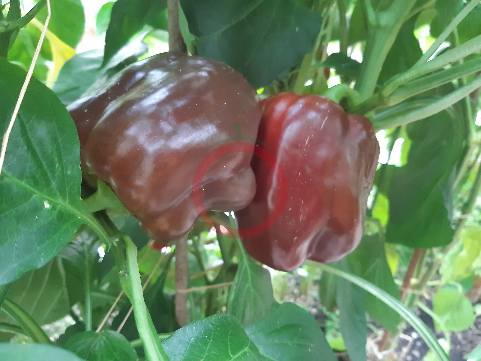 The Mordovian Bogatir DER TOMATENFLÜSTERER