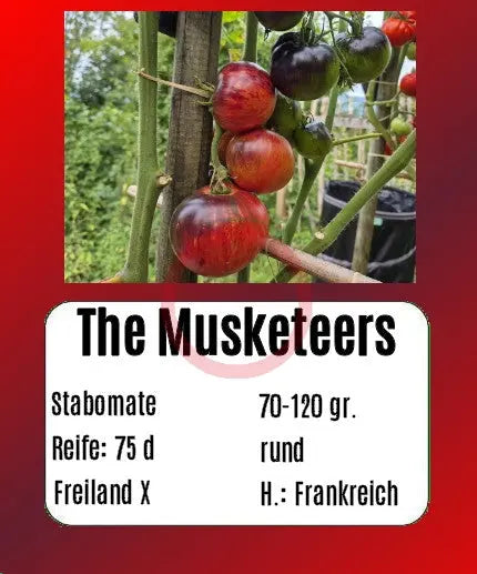The Musketeers DER TOMATENFLÜSTERER