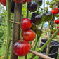 The Musketeers DER TOMATENFLÜSTERER