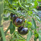 The Musketeers DER TOMATENFLÜSTERER