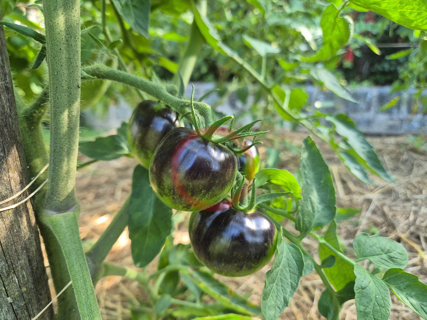 The Musketeers DER TOMATENFLÜSTERER