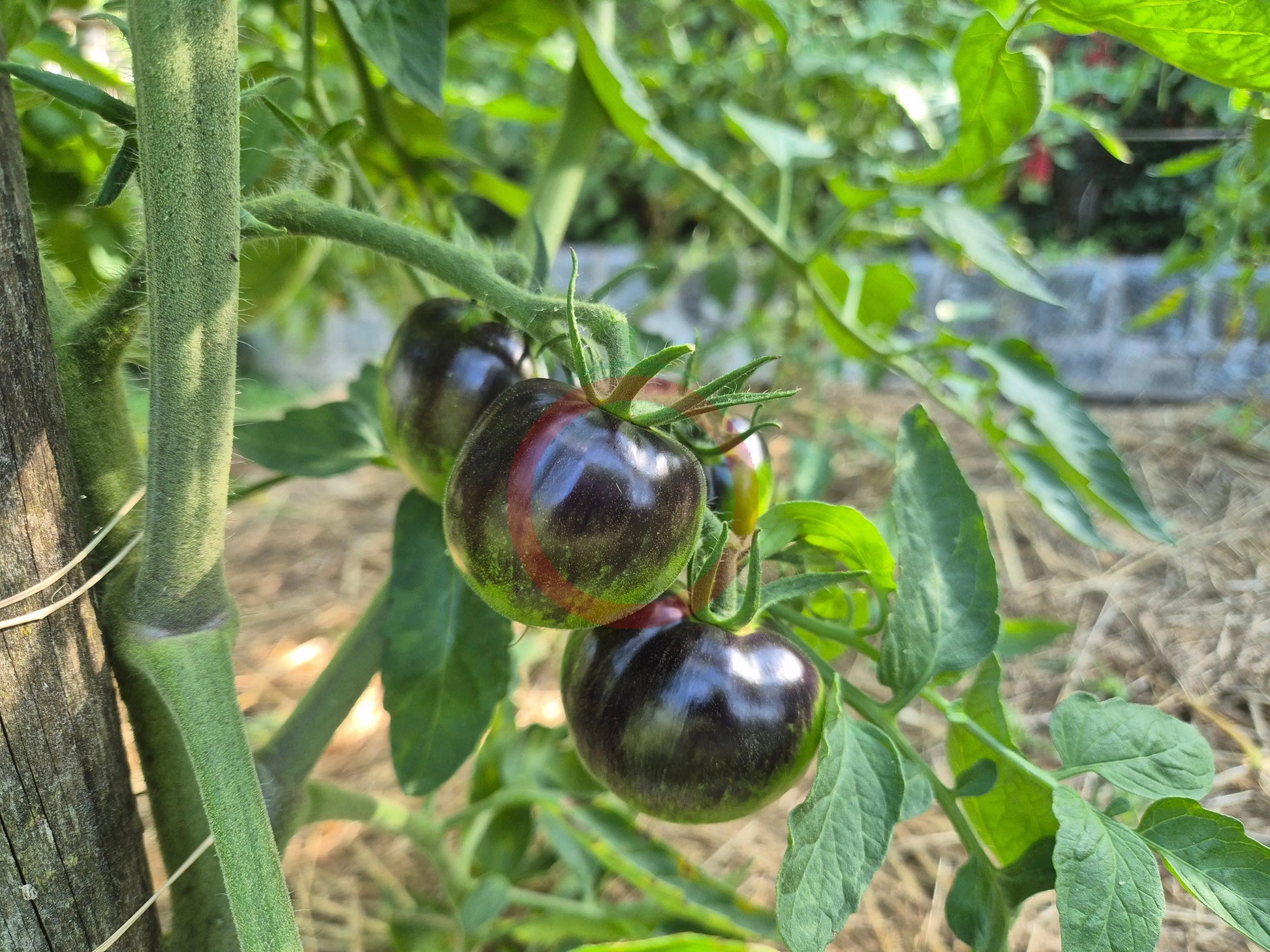 The Musketeers DER TOMATENFLÜSTERER