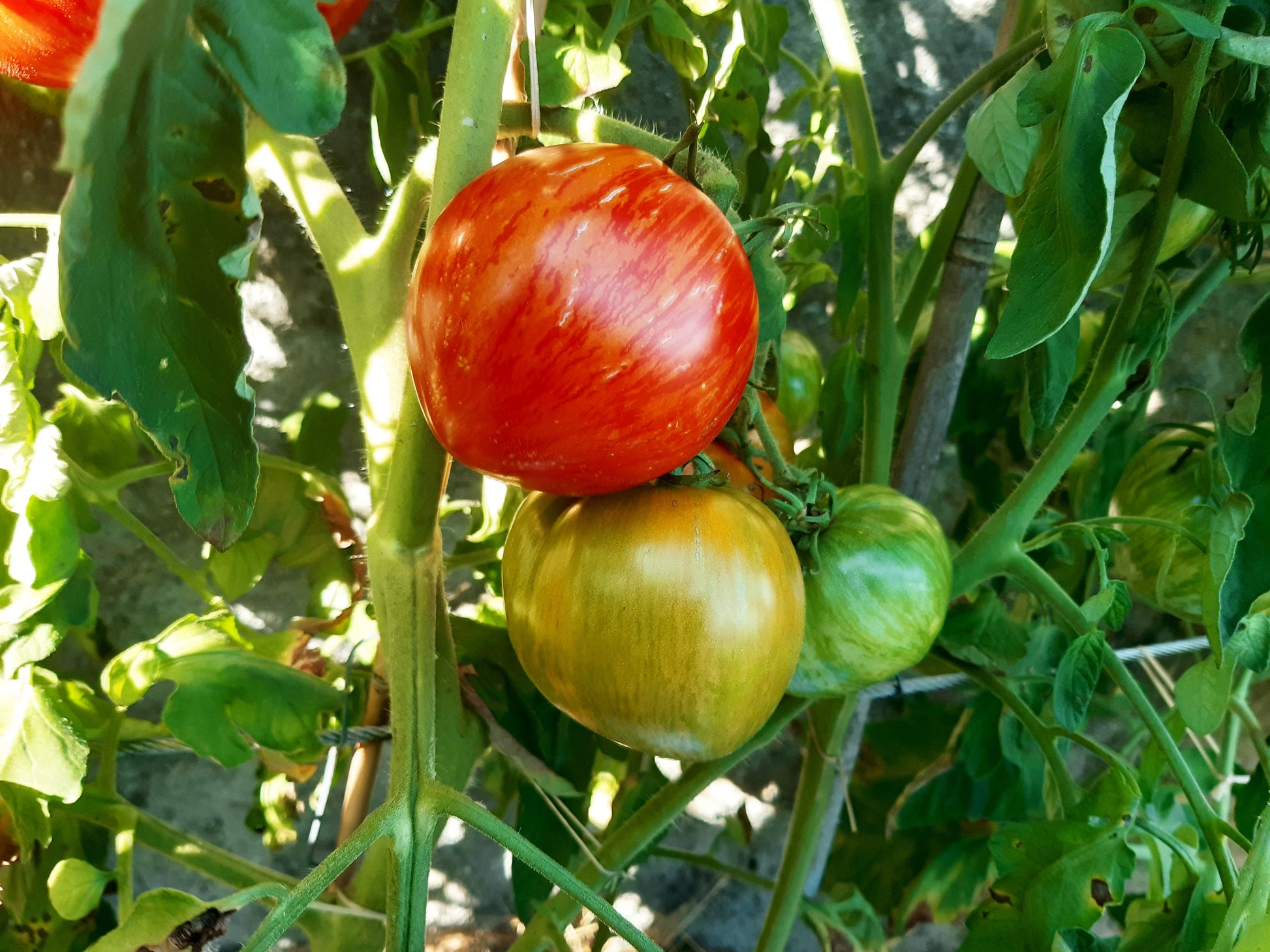 The Oxbow Striped Heart DER TOMATENFLÜSTERER