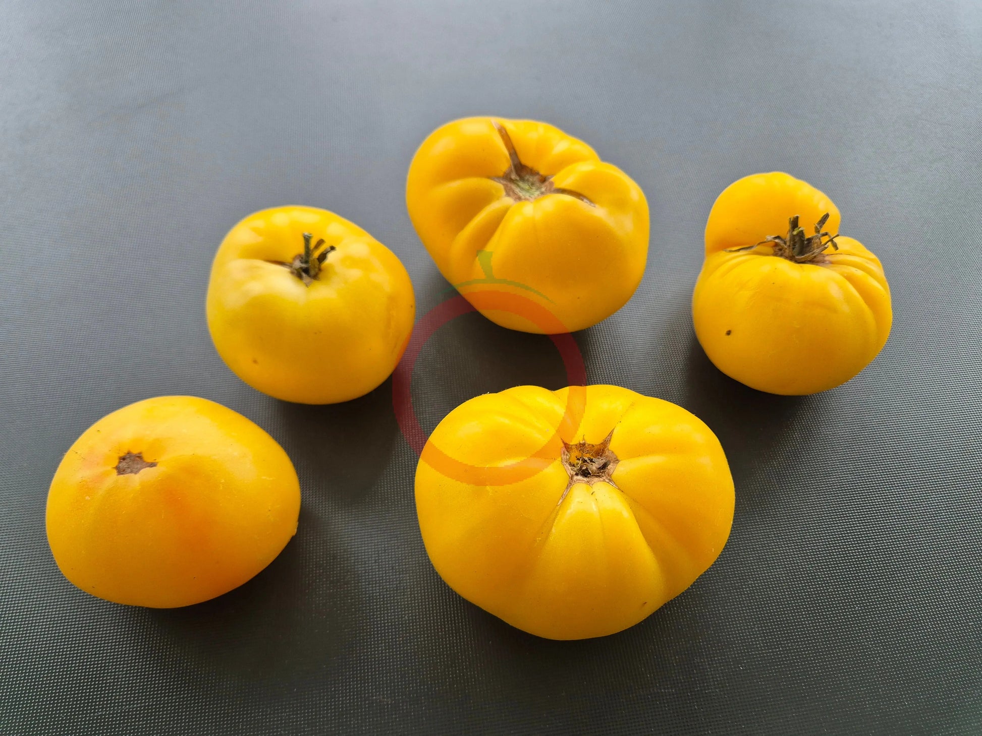 Thorburn´s Lemon Blush DER TOMATENFLÜSTERER
