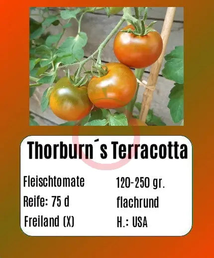 Thorburn´s Terracotta DER TOMATENFLÜSTERER