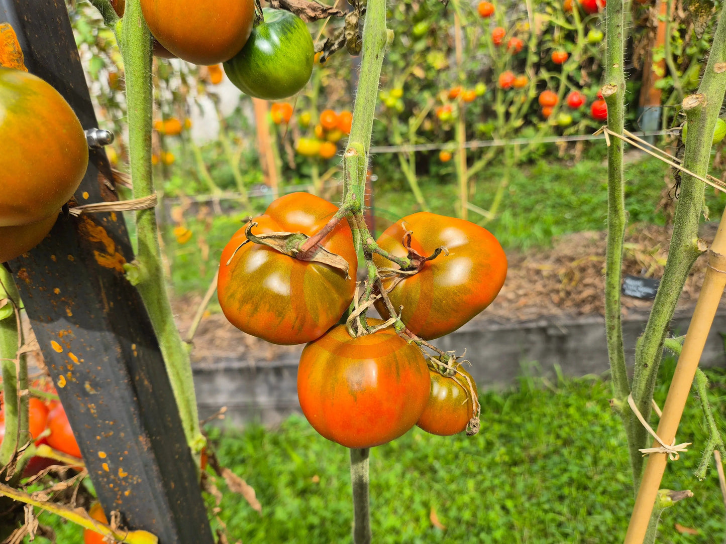 Thorburn´s Terracotta DER TOMATENFLÜSTERER