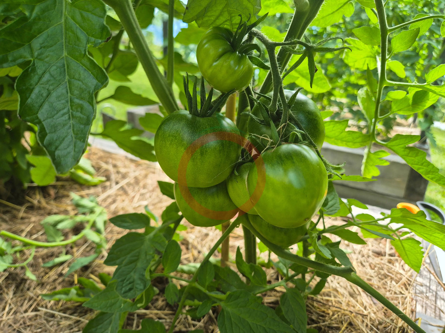 Thorburn´s Terracotta DER TOMATENFLÜSTERER