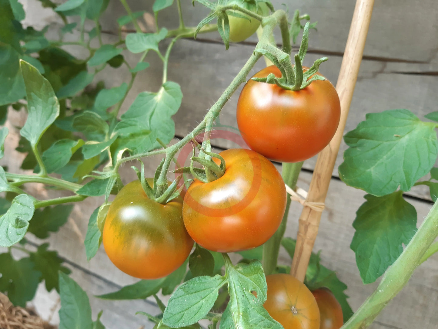 Thorburn´s Terracotta DER TOMATENFLÜSTERER