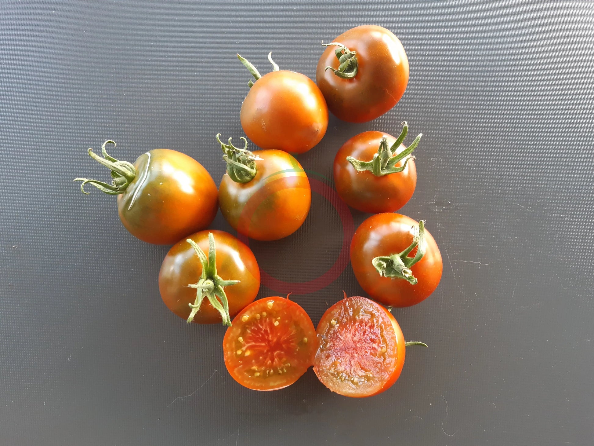 Thorburn´s Terracotta DER TOMATENFLÜSTERER