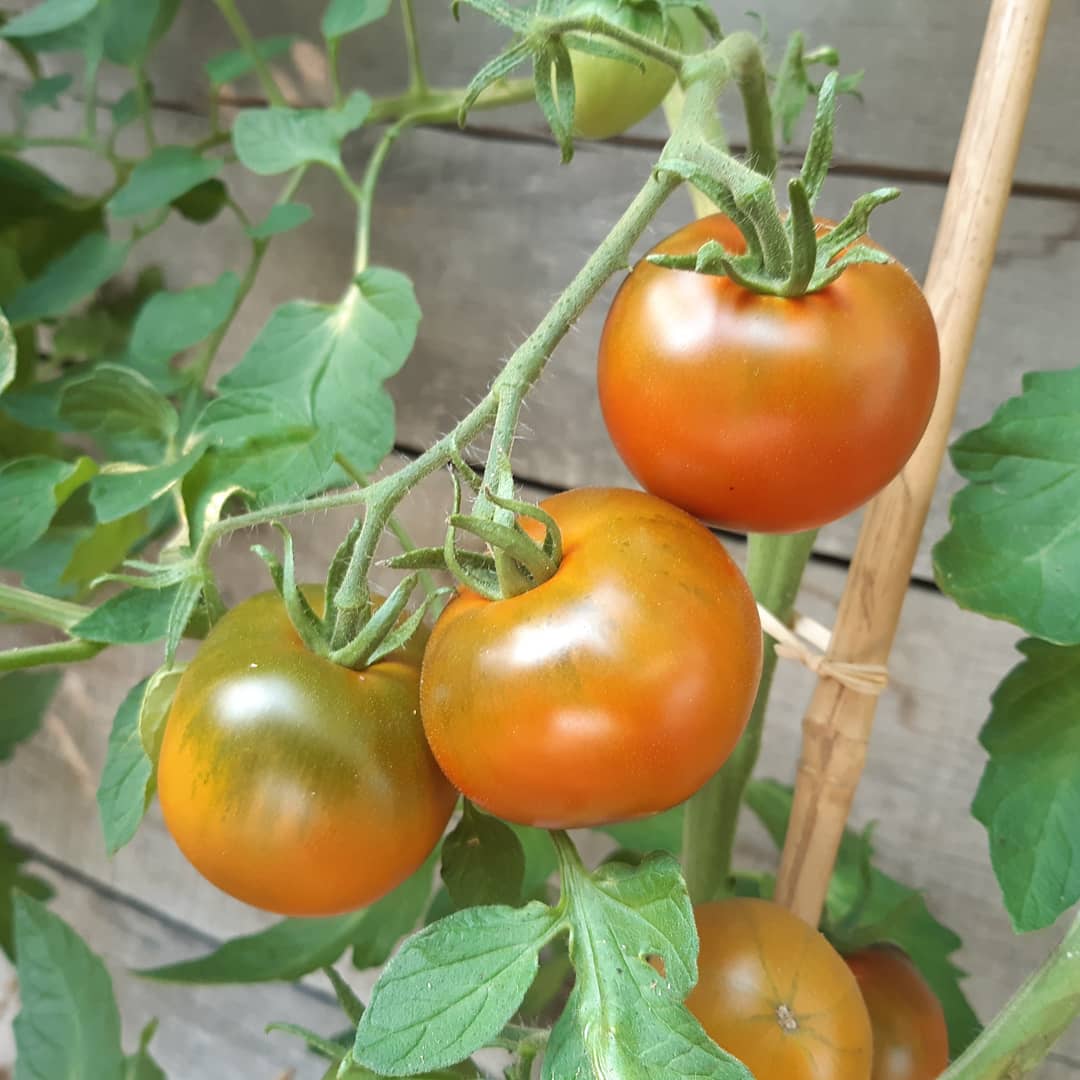 Thorburn´s Terracotta DER TOMATENFLÜSTERER