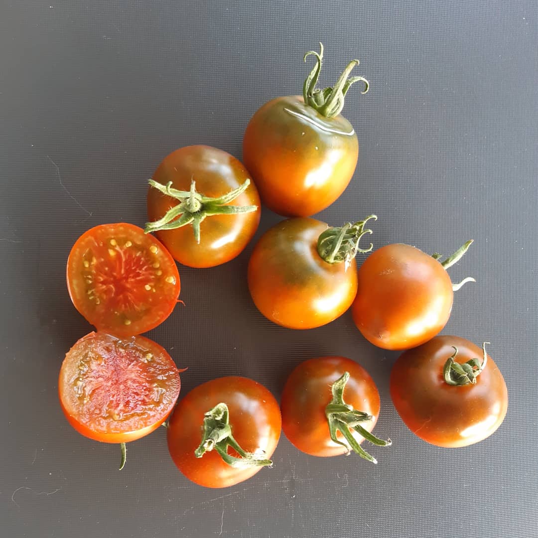 Thorburn´s Terracotta DER TOMATENFLÜSTERER