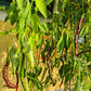 Thunder Cacho Brown DER TOMATENFLÜSTERER