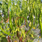 Thunder Cacho Brown DER TOMATENFLÜSTERER