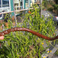 Thunder Cacho Brown DER TOMATENFLÜSTERER