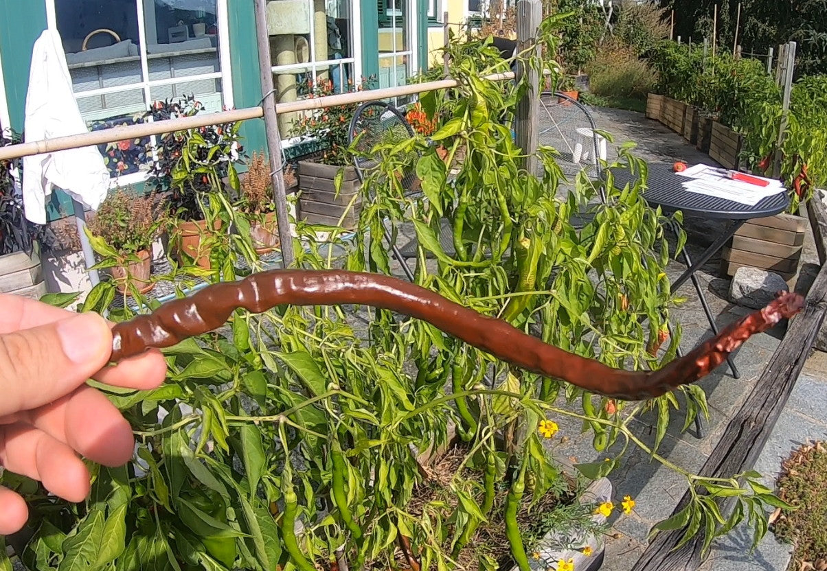 Thunder Cacho Brown DER TOMATENFLÜSTERER
