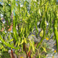 Thunder Cacho Brown DER TOMATENFLÜSTERER