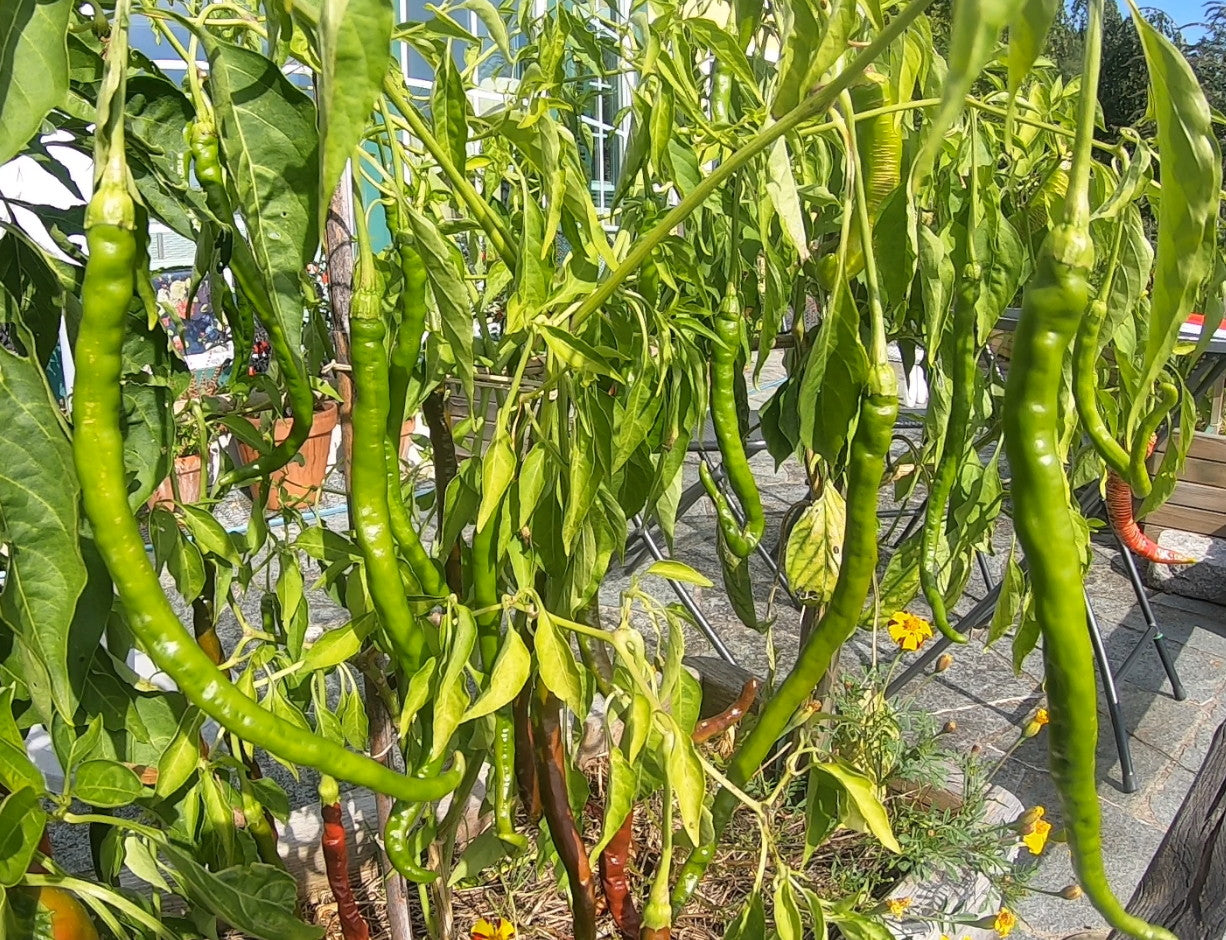 Thunder Cacho Brown DER TOMATENFLÜSTERER