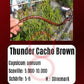 Thunder Cacho Brown DER TOMATENFLÜSTERER