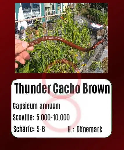 Thunder Cacho Brown DER TOMATENFLÜSTERER