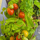 Tigerette DER TOMATENFLÜSTERER