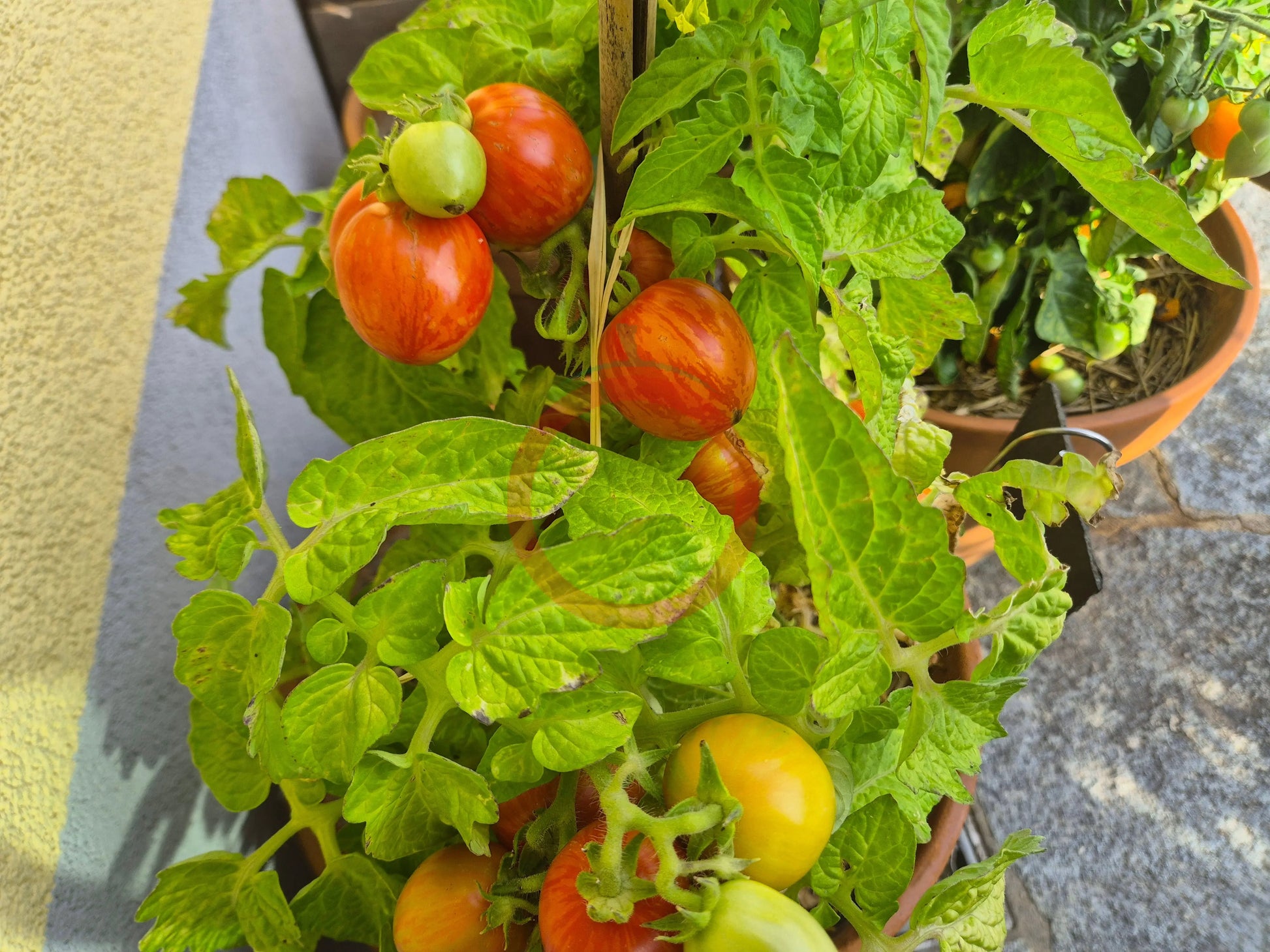 Tigerette DER TOMATENFLÜSTERER