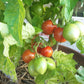 Tigerette DER TOMATENFLÜSTERER