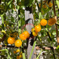 Tim´s Taste of Paradise DER TOMATENFLÜSTERER