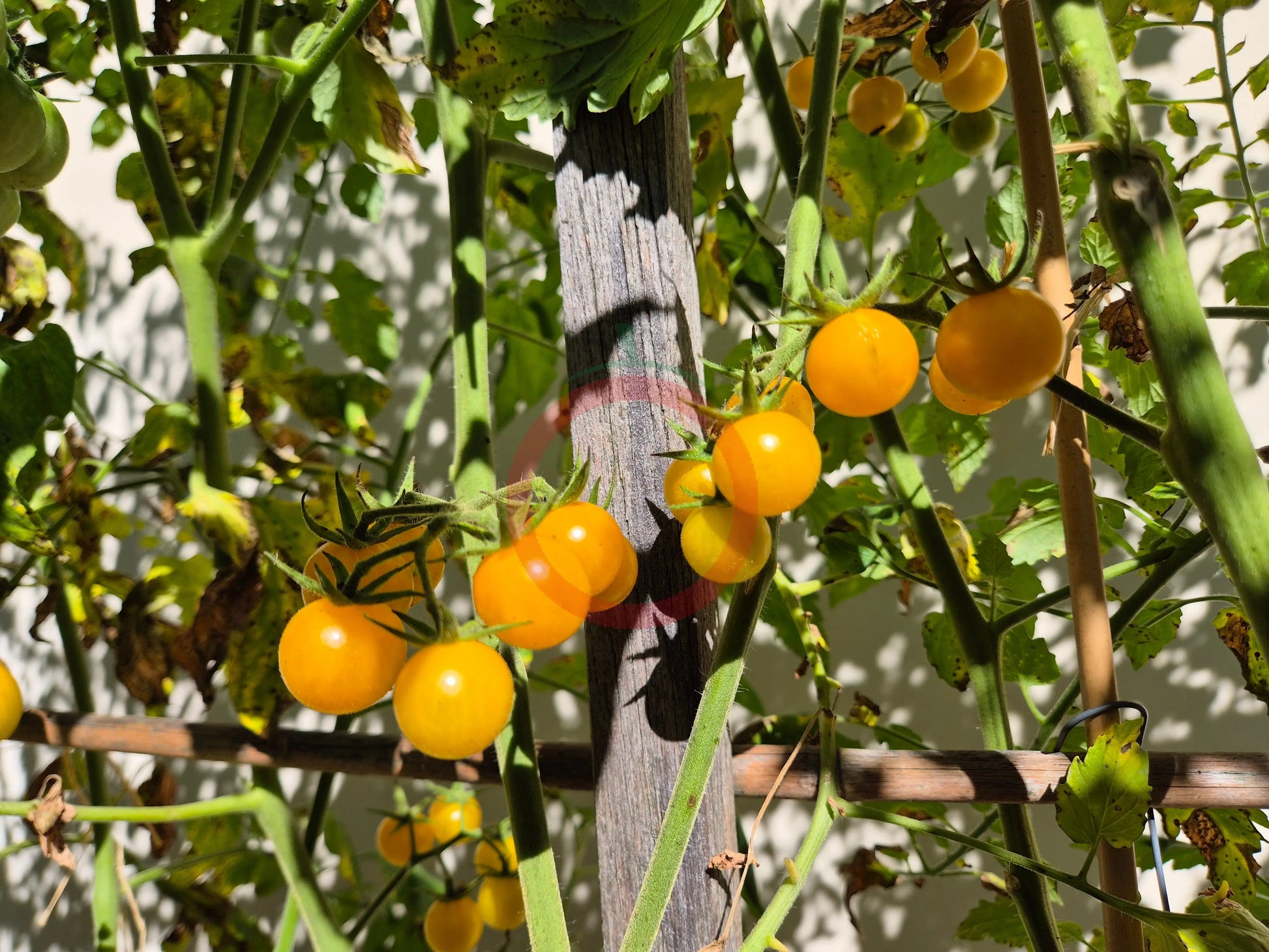 Tim´s Taste of Paradise DER TOMATENFLÜSTERER