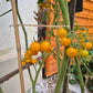 Tim´s Taste of Paradise DER TOMATENFLÜSTERER