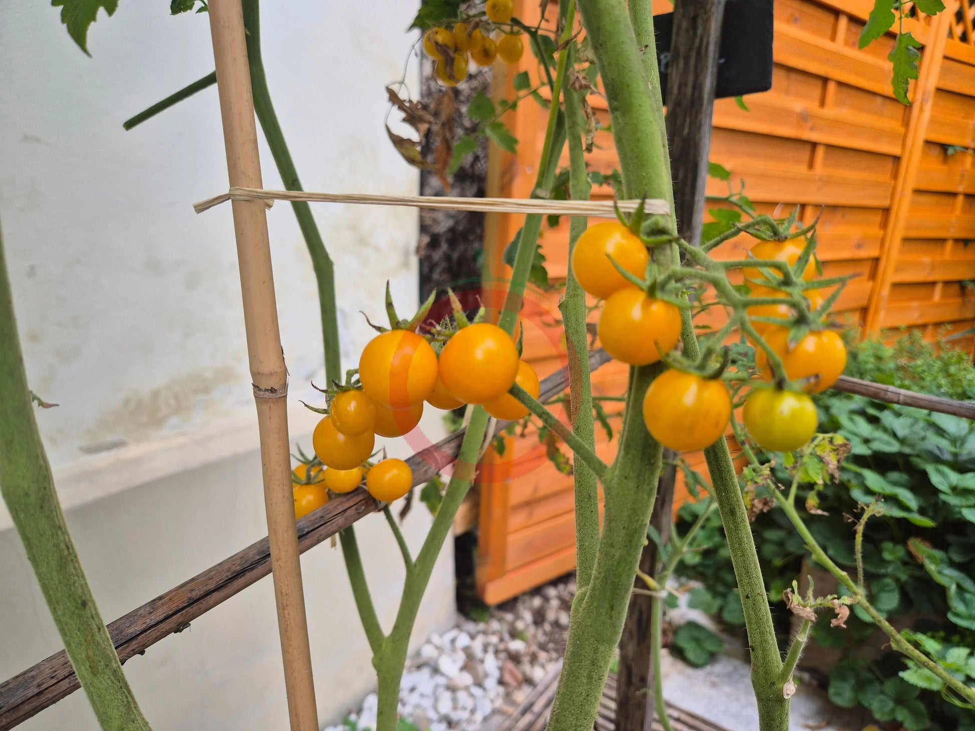 Tim´s Taste of Paradise DER TOMATENFLÜSTERER