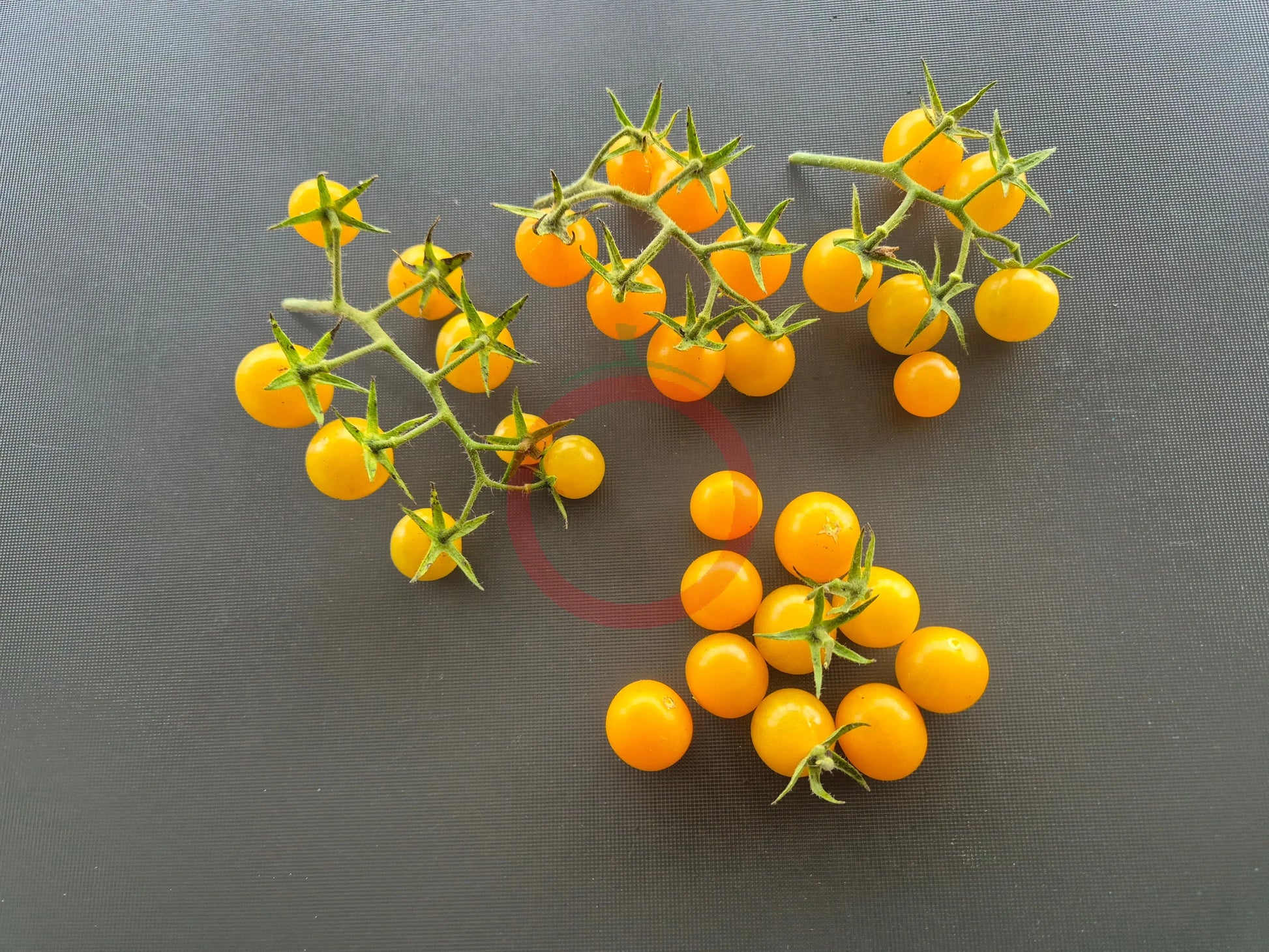 Tim´s Taste of Paradise DER TOMATENFLÜSTERER