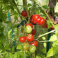 Togorific Mini DER TOMATENFLÜSTERER