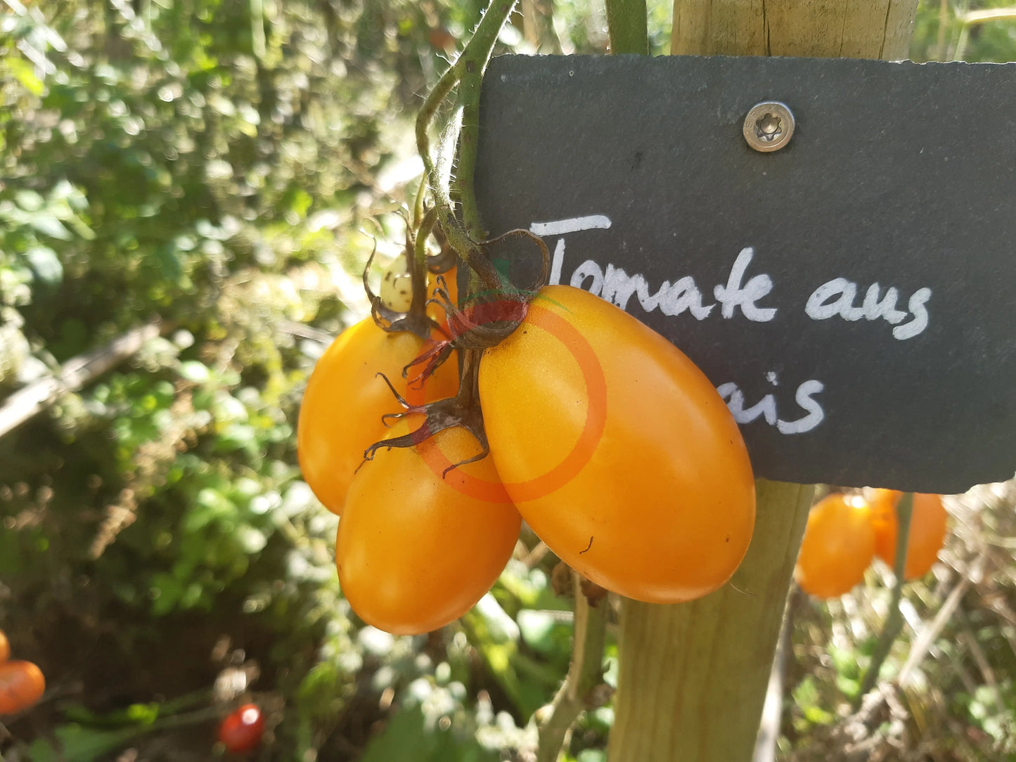 Tomate aus Ameis DER TOMATENFLÜSTERER