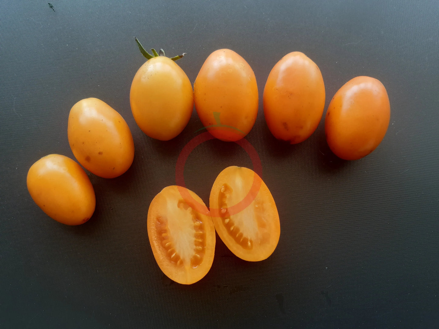Tomate aus Ameis DER TOMATENFLÜSTERER